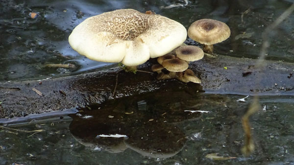 Pilze auf im Wasser liegendem Totholz